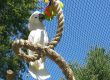 Bird Aviary Mesh