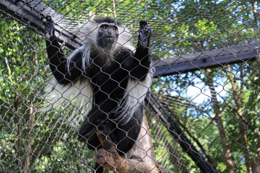 monkey enclosure